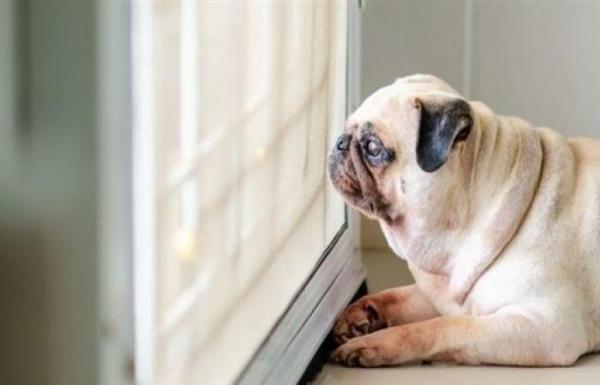 تأكيد إصابة أول كلب "البج" بمرض كوفيد-19  في الولايات المتحدة