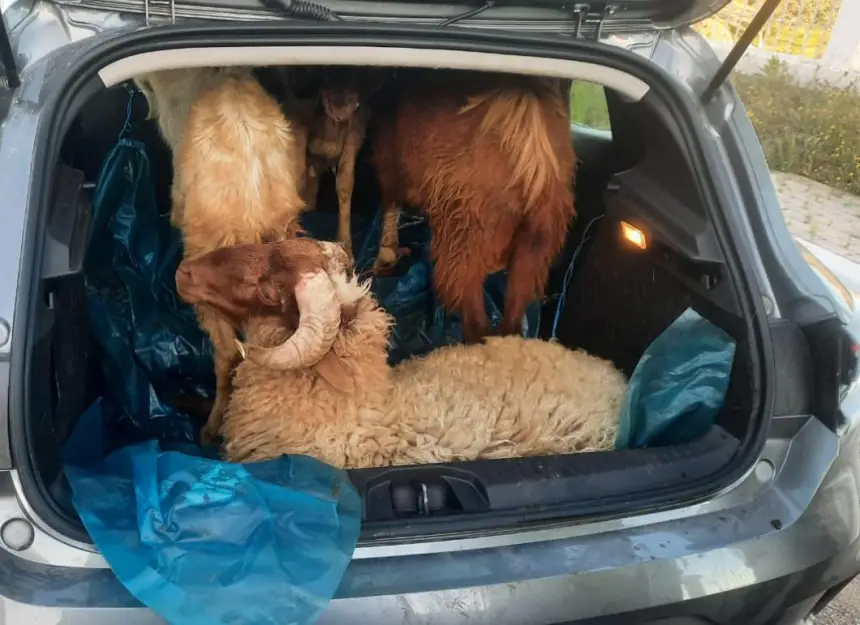 سيارة الكراء تقود إلى تفكيك عصابة سرقة المواشي في تطوان (صور)