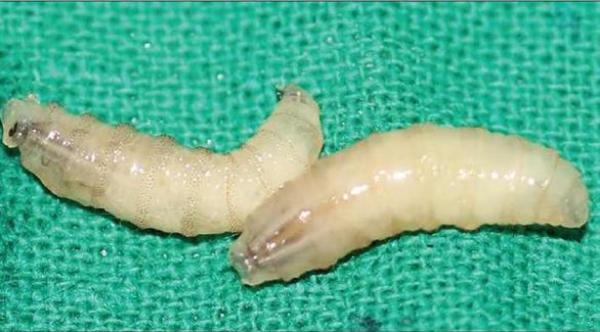 سوريا: إصابة 3 أشخاص بمرض الدودة الحلزونية الخطير