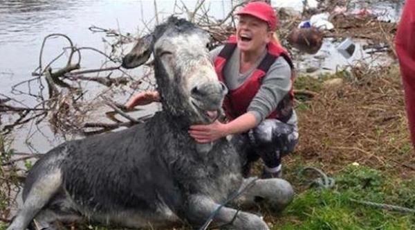 بالصورة: هل هذا أسعد حمار يتم إنقاذه في العالم؟