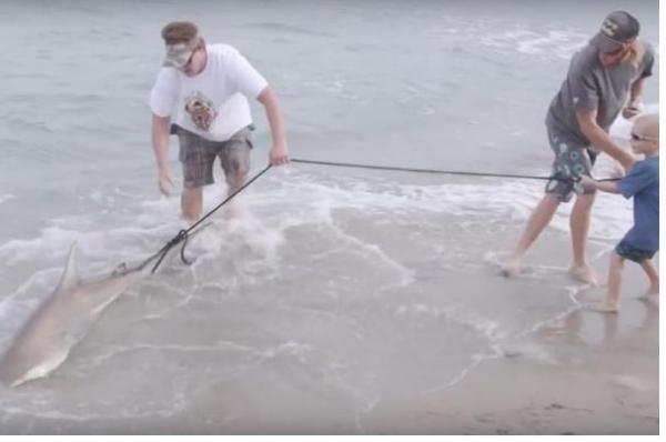 بالفيديو. شاب يتعرض للعض من قرش فيقرر الانتقام منه باصطياده وأكله