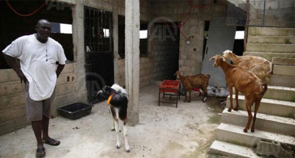 "اللاّدوم".. خروف فوق العادة في السنغال!