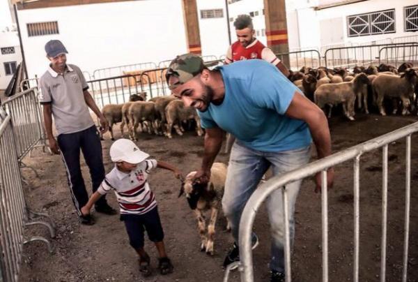 "برافو البطل ديالنا " ....بدر هاري يدخل الفرحة على الناس ويوزع 200 خروف