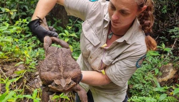 اكتشاف ضفدع عملاق بحجم لا مثيل له(فيديو)