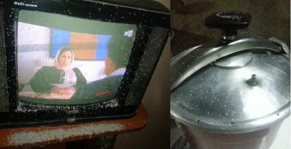 مقلق .....بعد حقول الصبار الحشرة البيضاء تجتاح منازل الأحياء الهامشية بمدينة اليوسفية