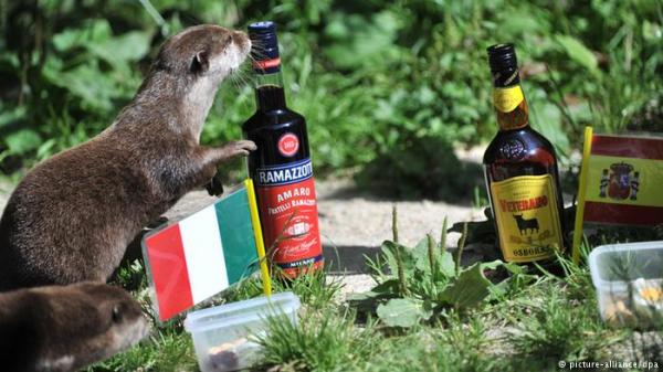 هل يمكن أن تصبح الحيوانات مدمنة على الكحول ؟