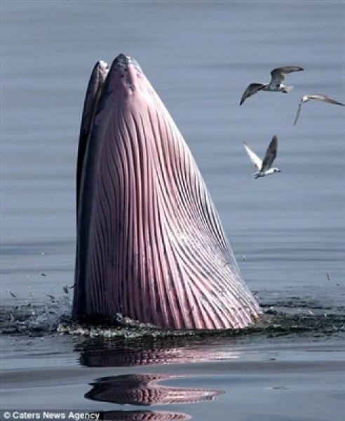 بالفيديو والصور.. طيور النورس تنجو بأعجوبة من بين فكي حوت