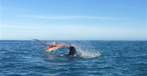 بالفيديو.. معركة شرسة بين كلب البحر وأخطبوط