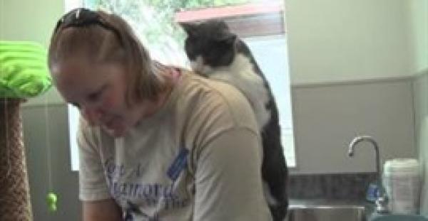 بالفيديو.. قطة تتمتع بموهبة خاصة في التدليك