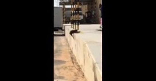 بالفيديو.. قط ينفذ قفزة ماكرة ويصطاد حمامة