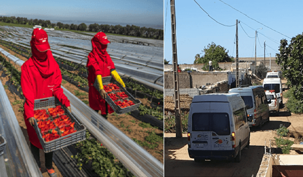 عاجل...وكيل الملك يأمر بمتابعة مسؤولين بوحدات إنتاج الفراولة بعد ثبوت تسببهم في بؤرة "لالة ميمونة"