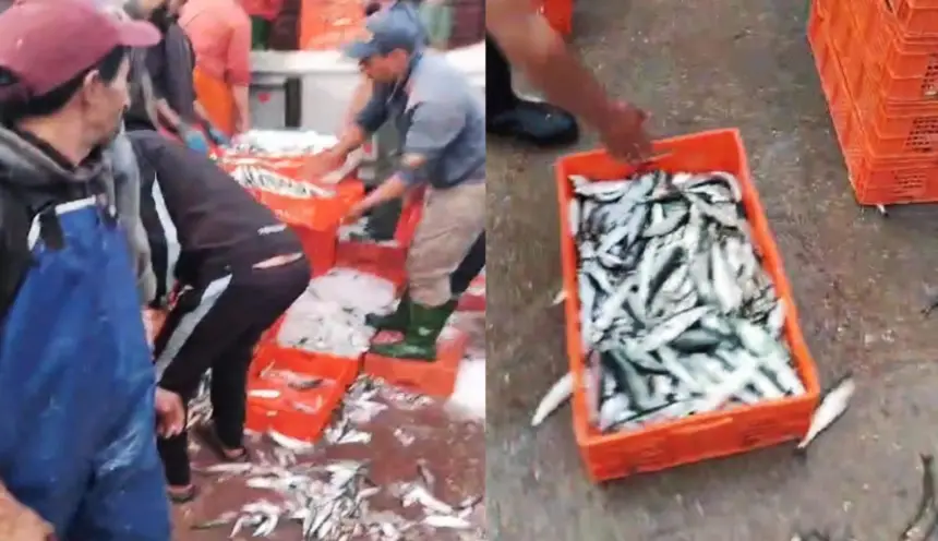 صيد السردين في ميناء طانطان ينتعش بشكل ملحوظ بعد فترة الراحة البيولوجية