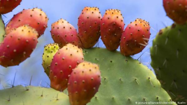 اجعل زيت التين الشوكي حليفك الطبيعي لمكافحة الشيخوخة!