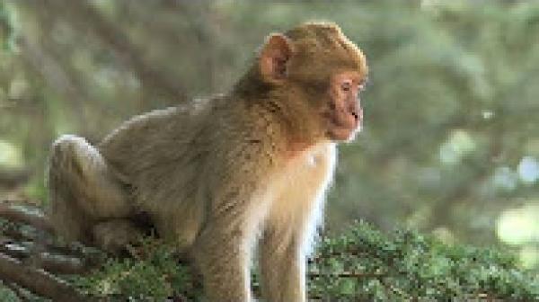 المغرب يريد انقاذ المكاك البربري المهدد بالاندثار