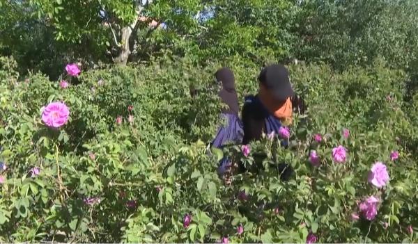 "جانيات الورود" يبذلن جهداً مضنياً لإنتاج مستحضرات ثمينة بالمغرب