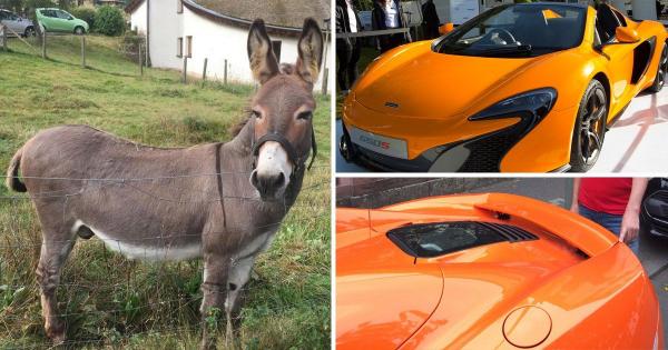 بالفيديو: حمار يحاول أكل سيارة ماكلارين.. معتقداً أنها جزرة