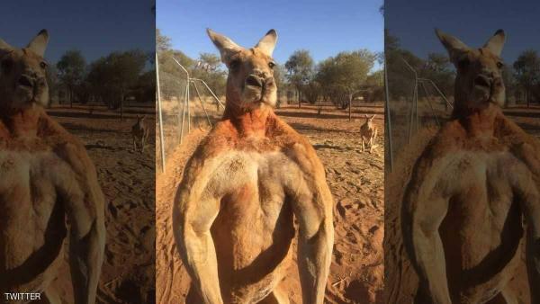 نفوق أقوى كنغر في العالم بعد شهرته الواسعة على الانترنت