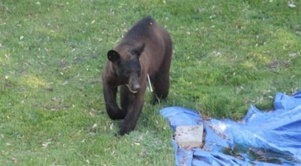 صغير دب أسود يتسبب بفوضى استمرت ساعات في مونتريال