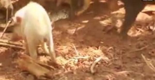 بالفيديو.. خنازير تنتقم من ثعبان التهم أحد صغارها