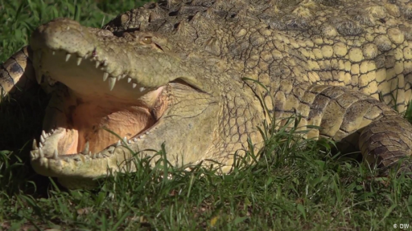 تماسيح تنهي حياة طفلة تائهة بطريقة مأساوية