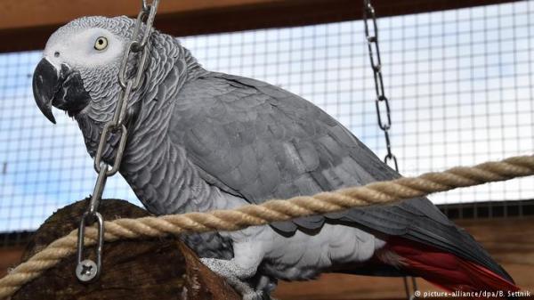 الببغاء "روكو".. يتسوق عبر الإنترنت!