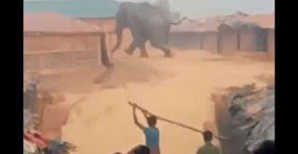 لحظة دخول فيل لمخيم للاجئين المسلمين الروهينجا (فيديو وصور)