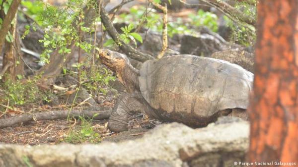 سلحفاة جريحة على إحدى السكك الحديد تعيق حركة القطار في إنكلترا