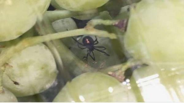 احذروا "الأرملة السوداء" القاتلة في عناقيد العنب!