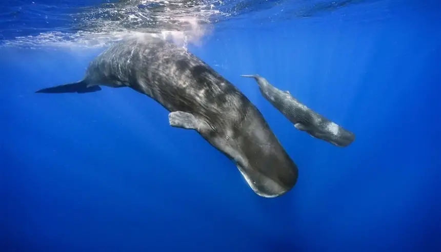 ذكاء غير بشري تحت البحر: العلماء يفكون شفرة لغة حيتان العنبر باستخدام الذكاء الاصطناعي