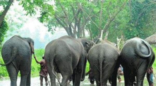 أغلى قهوة بالعالم.. من فضلات الفيلة