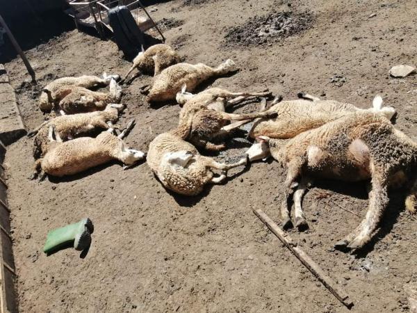 نفوق قطيع من الأغنام يحرك الدرك الملكي و"أونسا" وهذا ما أظهرته التحقيقات