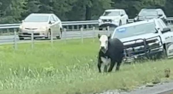 الشرطة الأمريكية تطارد بقرة على طريق سريع (فيديو)