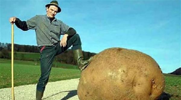 أمريكا: زراعة أول بطاطس معدلة وراثياً