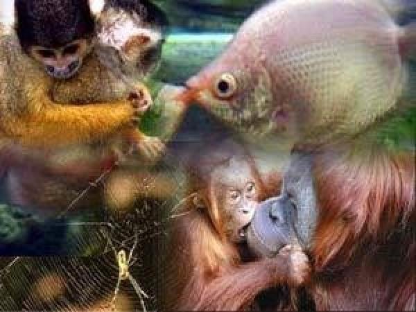 شذوذ وغرائب جنسية في عالم الحيوان