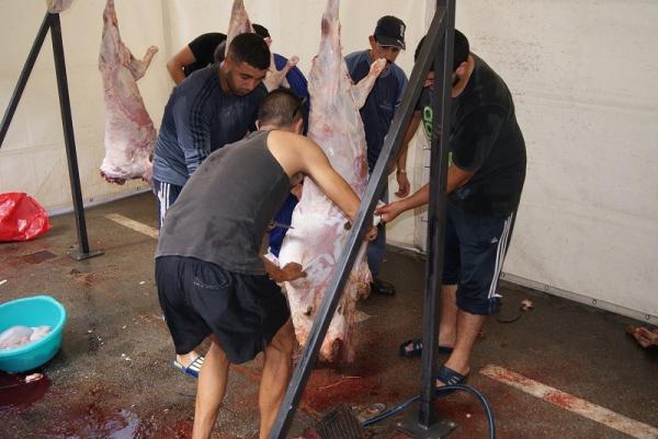 عاجل.. إلغاء عيد الأضحى بسبتة المحتلة