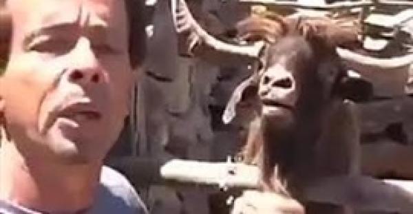 بالفيديو.. خروف يبصق في وجه صاحبه