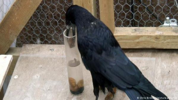 دراسة ألمانية: مستوى ذكاء الغربان يفوق كثيرا ما نتصوره