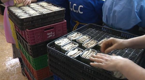 المغرب أكبر مصدر لأسماك السردين المعلب في العالم