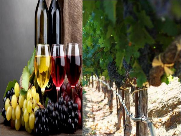 مستشار جماعي يفجر فضيحة مدوية بطلها برلماني سابق استولى على 120 هكتار خصصها لإنتاج عنب الخمور