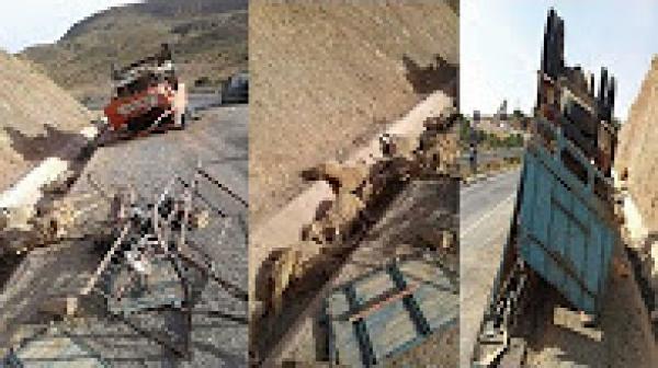 مصرع شخص ونفوق عشرات الأغنام في حادث انقلاب شاحنة