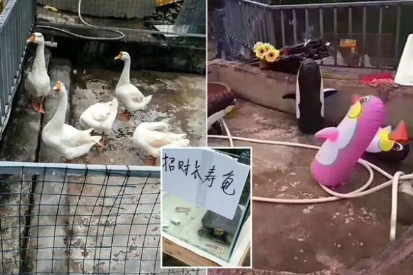 بالفيديو: هل هذه أسوأ حديقة حيوان في العالم؟