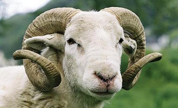 مسؤول بـ"الأونسا" يكشف عن الوضعية الصحية للقطيع المعد لعيد الأضحى