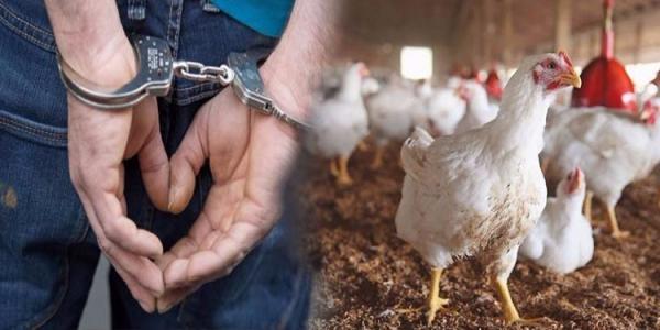 لص حاول سرقة دجاجة بخنيفرة ..فكان مصيره مأساويا