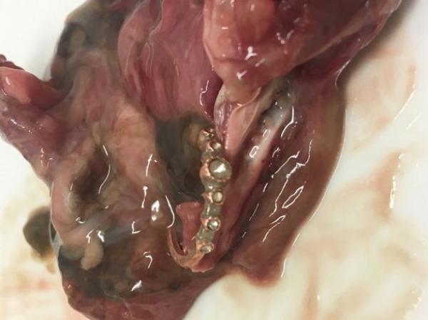 رجل يغتنم فرصة للتقدم للزواج من حبيبته بعد العثور على خاتم في بطن سمكة