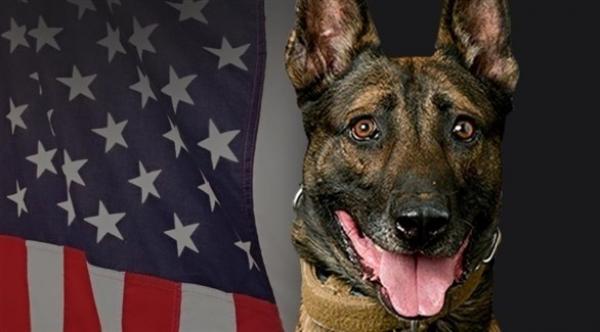 في حادث غريب.. كلب يقتل صاحبه بواسطة بندقية صيد