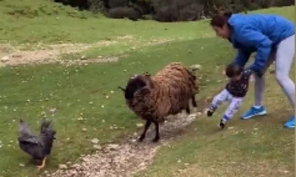 أم تنقذ طفلها من نطحة كبش هائج في اللحظة الأخيرة (فيديو)