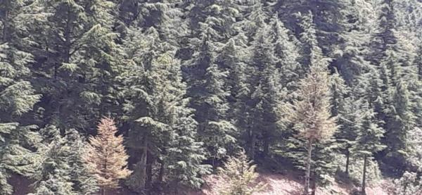 خطير.."تخريب" الغطاء الغابوي بإقليم شفشاون ومطالب للسلطات بالتدخل(صور)