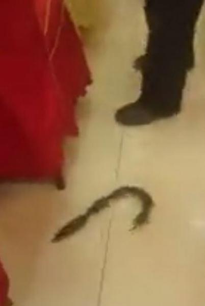 ظاهرة غريبة لفئران ملتصقة ببعضها داخل مطعم (فيديو)