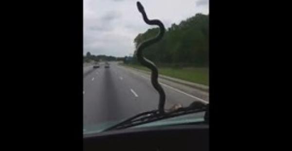 بالفيديو.. شاهد كيف هاجمت أفعى قائد سيارة