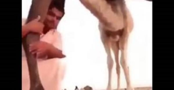 بالفيديو.. شاب خليجي جلس لالتقاط الصور أسفل جمل فتلقى ركلة قاسية